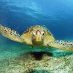 73 sea turtles hatched at China-built port expansion project in Ghana