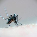 Scientists develop new method to control mosquitoes