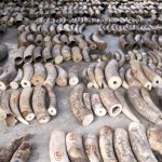 Singapore seizes elephant ivory with China’s help