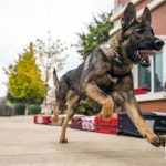 China’s first cloned police dog officially enrolled by police