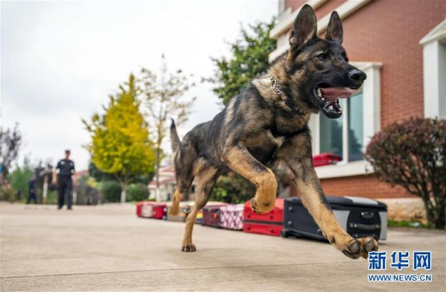 China’s first cloned police dog officially enrolled by police