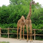 Shanghai Wild Animal Park launches night zoo