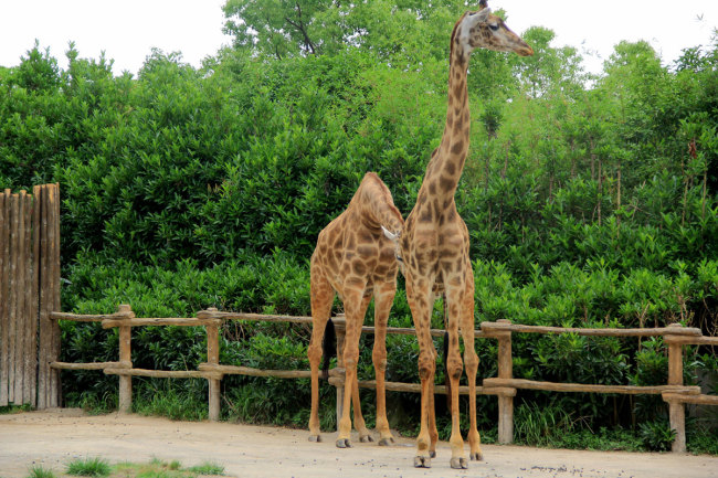 Shanghai Wild Animal Park launches night zoo