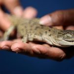 Young crocodile, 2 pythons stolen from Australian zoo