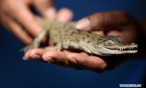 Young crocodile, 2 pythons stolen from Australian zoo