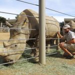 Southern white rhino born at US zoo, could help save species