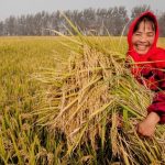 China releases white paper on food security