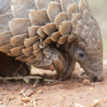 Pangolins threatened by criminal networks in southern Africa