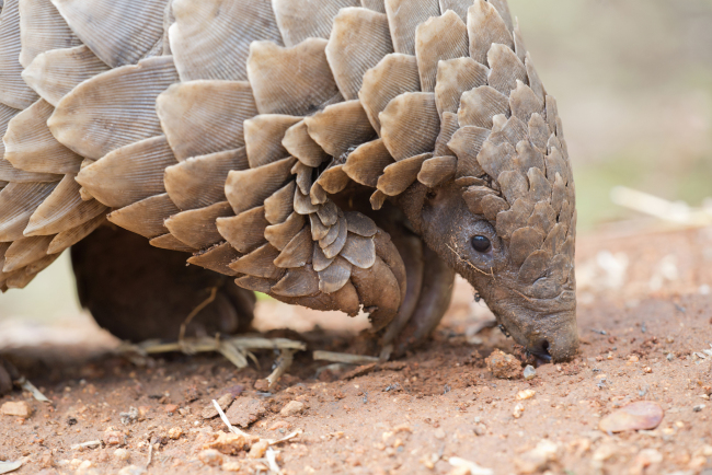 Pangolins threatened by criminal networks in southern Africa