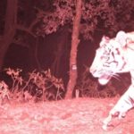 Spotting of tiger at 2,500m opens up new avenues for research in Nepal