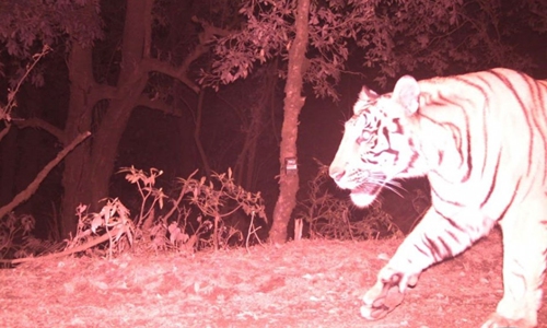 Spotting of tiger at 2,500m opens up new avenues for research in Nepal