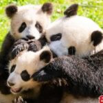 Plump and healthy: China tests all giant pandas at Chengdu base for COVID-19