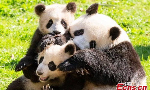 Plump and healthy: China tests all giant pandas at Chengdu base for COVID-19