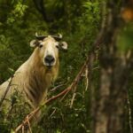 China’s environmental efforts paying off as endangered wildlife begin to make comeback