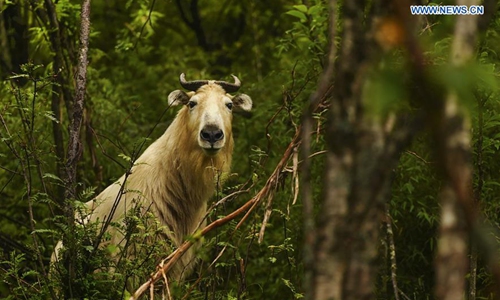 China’s environmental efforts paying off as endangered wildlife begin to make comeback