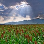 Australian sorghum imports dry up