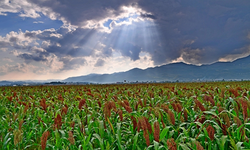 Australian sorghum imports dry up