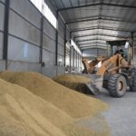 China reaps bumper summer grain harvest in 2020