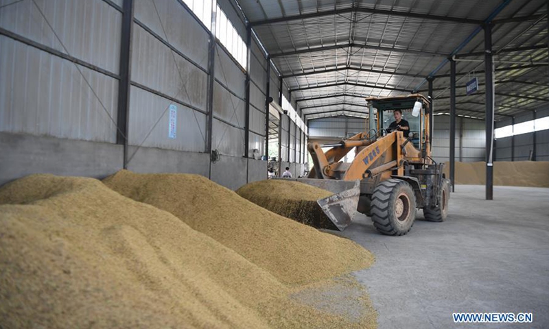 China reaps bumper summer grain harvest in 2020