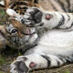 World tiger population grows while Southeast Asia threats ‘critical’: WWF