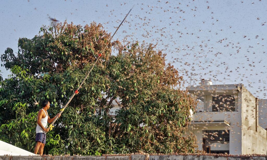 Pakistani PM urges coordinated national response to cope with locust attack