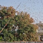 Pakistani PM urges coordinated national response to cope with locust attack