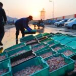 Shrimp new headache for Chinese importers