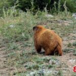 Mongolia authorities confirms teenage boy died of plague