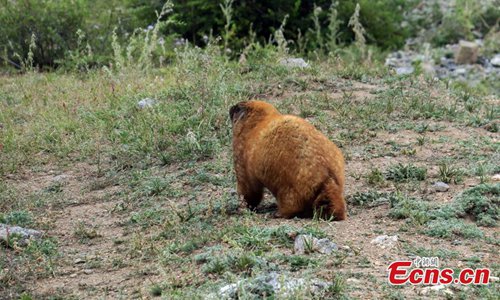 Mongolia authorities confirms teenage boy died of plague