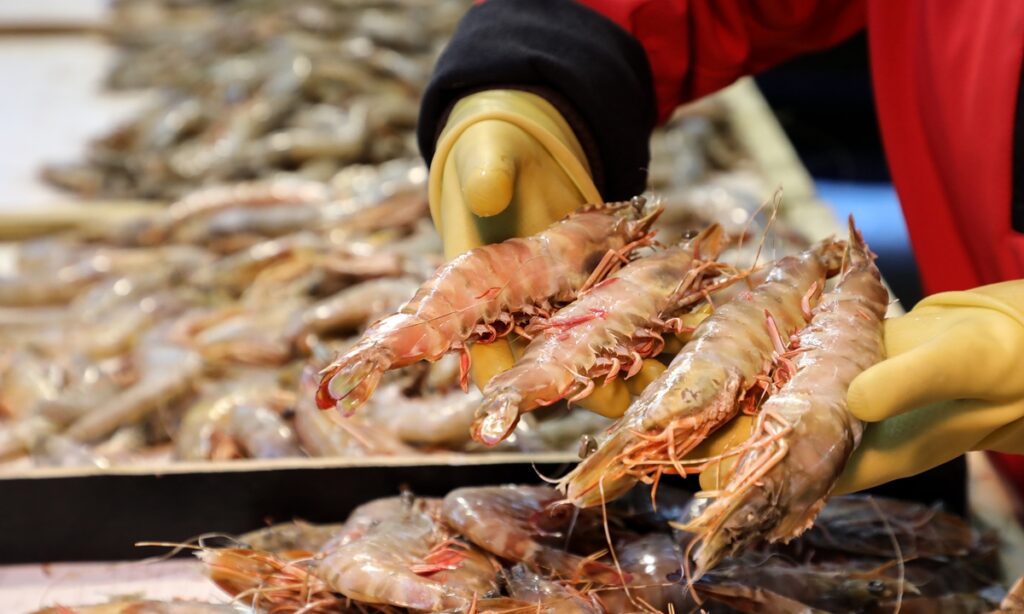 Chinese traders step up checks of Ecuadorian shrimps after packaging test positive for coronavirus