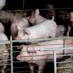 Warning on African swine fever as floods wreak havoc