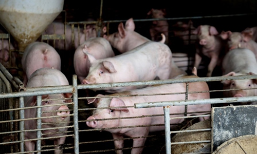 Warning on African swine fever as floods wreak havoc