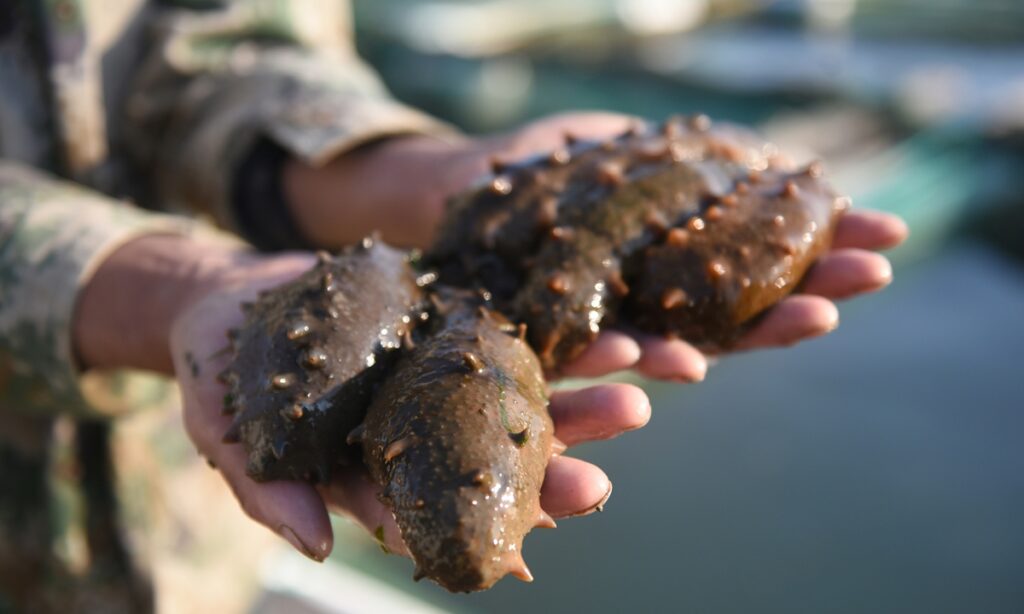 Ministry launches crackdown after sea cucumber pesticide scandal