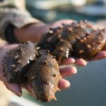 Ministry launches crackdown after sea cucumber pesticide scandal