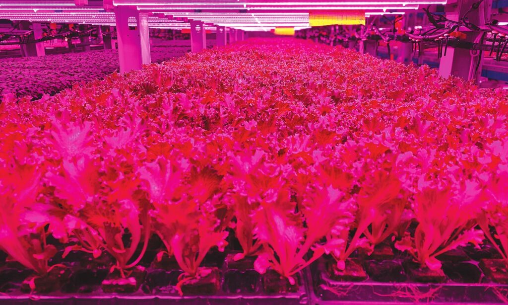 High-tech farmers plant seeds of green revolution in Dubai