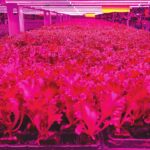 High-tech farmers plant seeds of green revolution in Dubai