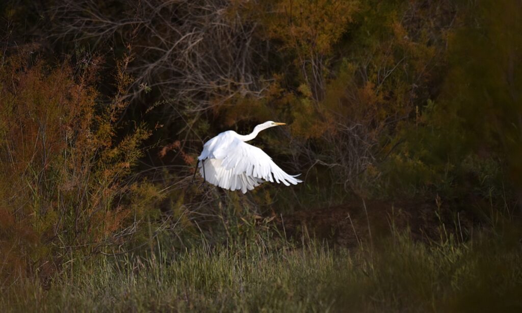 Xi calls for effectively reversing biodiversity loss