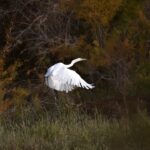 Xi calls for effectively reversing biodiversity loss