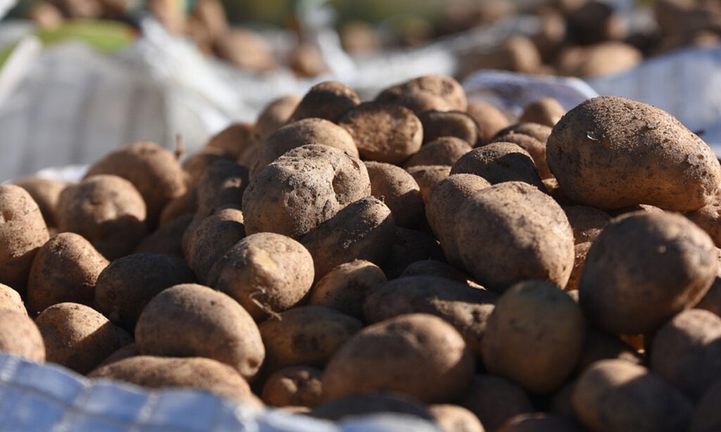 Indian gov’t decides to import one million tonnes of potatoes