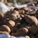 Indian gov’t decides to import one million tonnes of potatoes