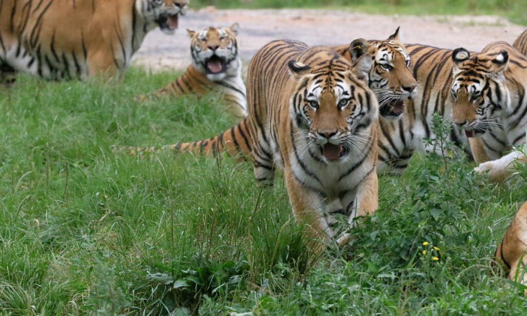 China continues efforts to protect Siberian tigers