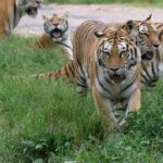 China continues efforts to protect Siberian tigers