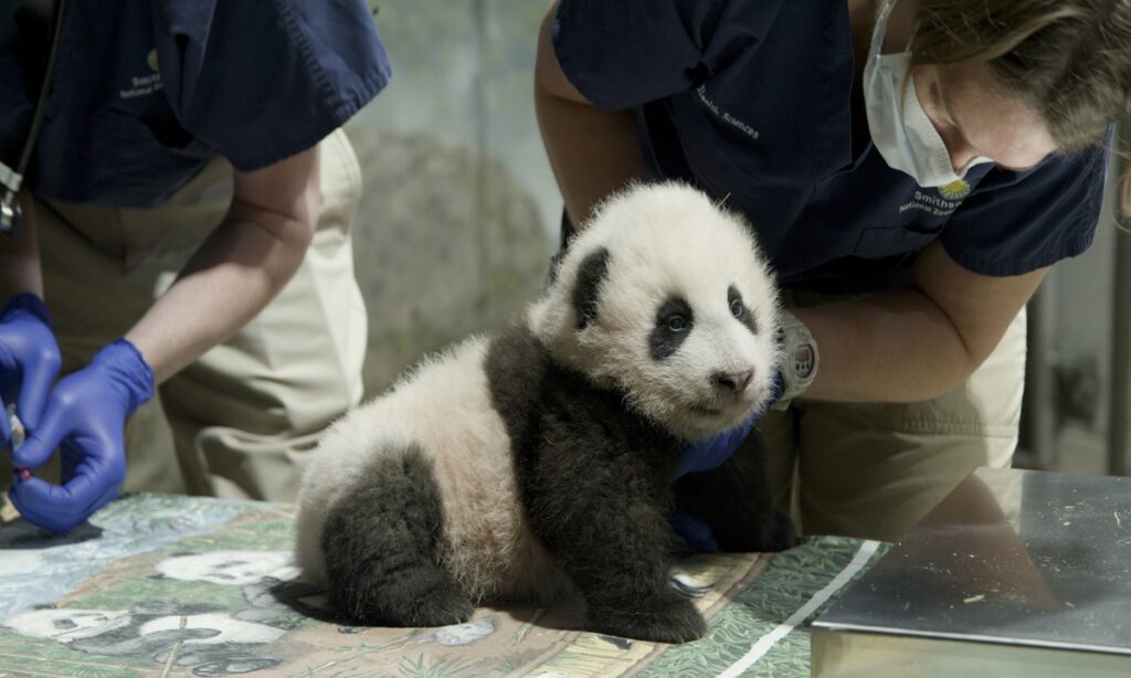 Chinese netizens call for return of panda family in US zoo