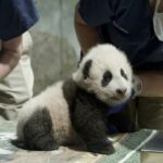 Chinese netizens call for return of panda family in US zoo