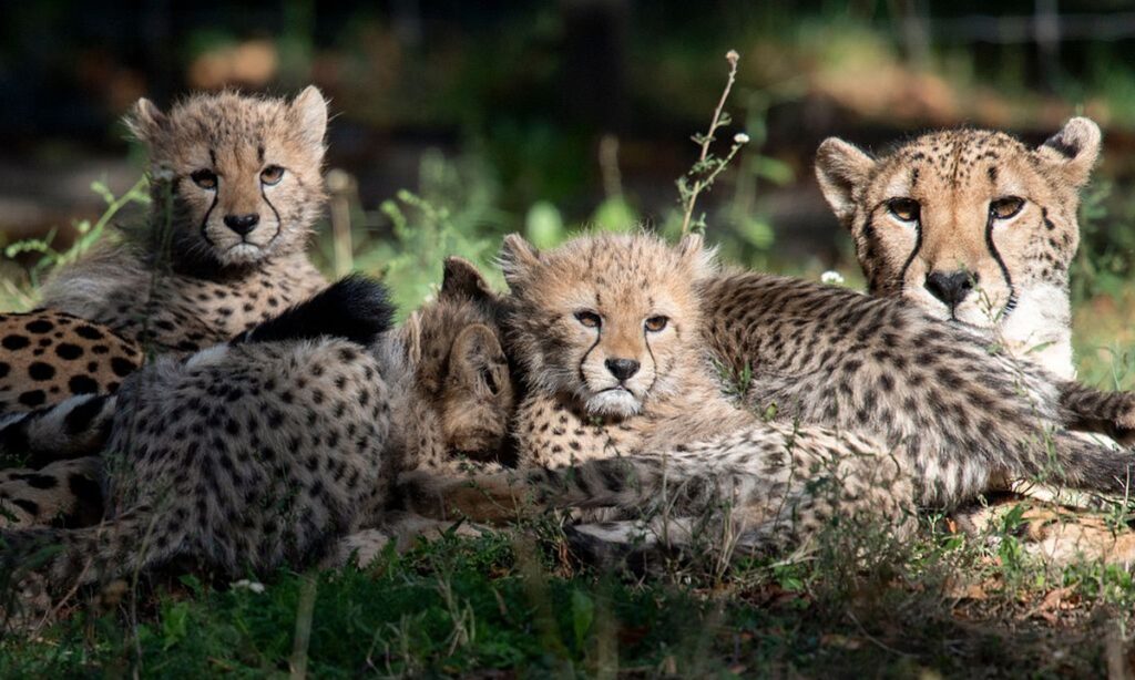 German zoo unveils birth of twin Chinese leopard cubs