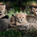 German zoo unveils birth of twin Chinese leopard cubs