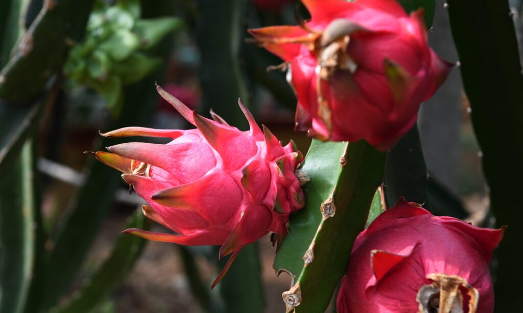 Netizens mock Indian state govt for renaming dragon fruit to avoid ‘association with China’