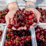 Imported cherries found COVID-19 positive in China not from Chile: Chilean Embassy