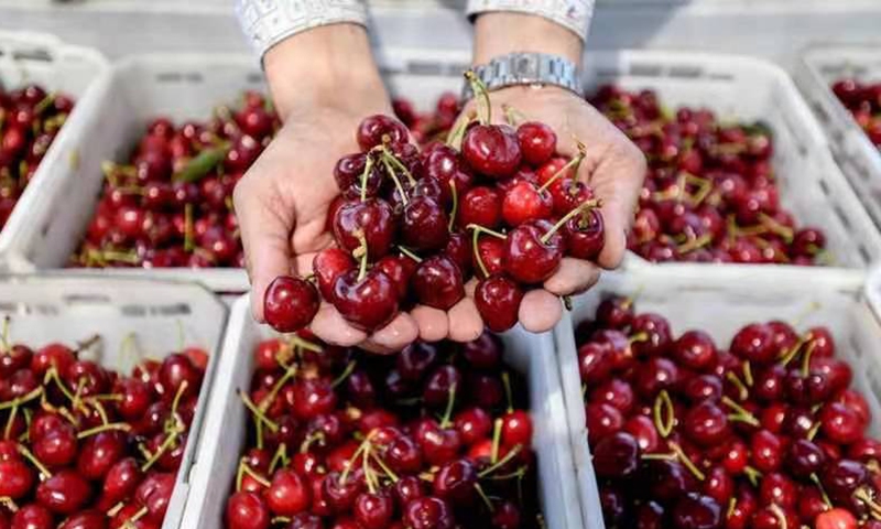 Imported cherries found COVID-19 positive in China not from Chile: Chilean Embassy