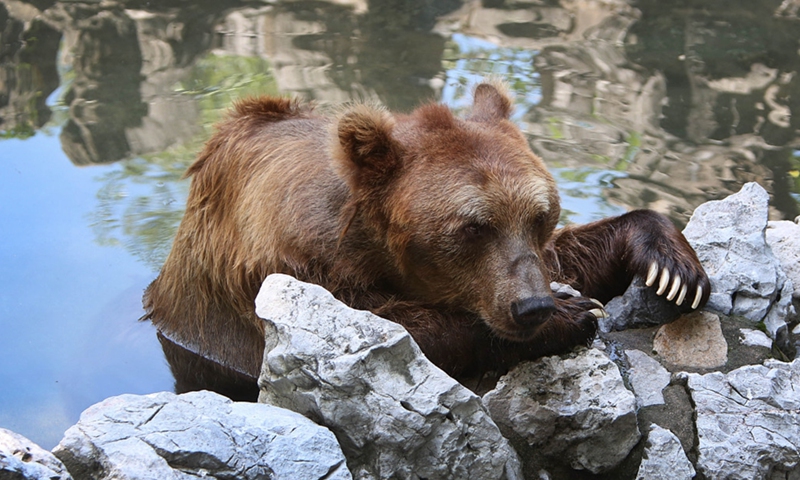 Nanjing zoo calls for public ‘adoption’ campaign to pay its employees’ salaries